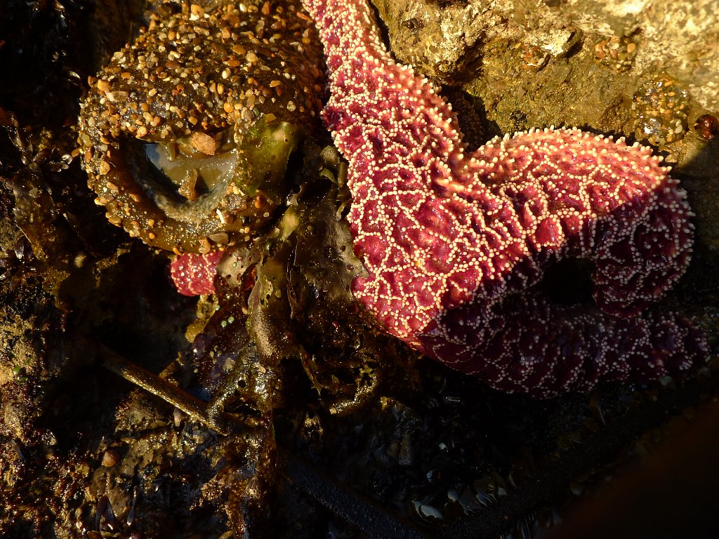 2014-01-17 PointReyesCamping 027